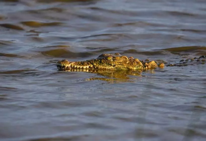 Hotel Mziki Safari Lodge