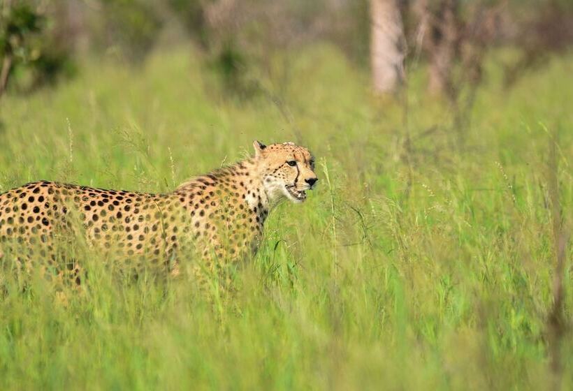 Отель Mziki Safari Lodge