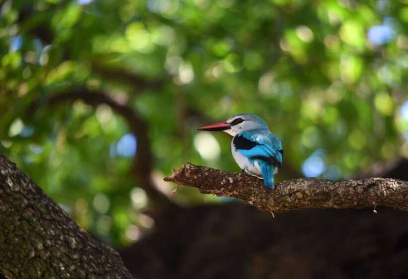 Отель Mziki Safari Lodge