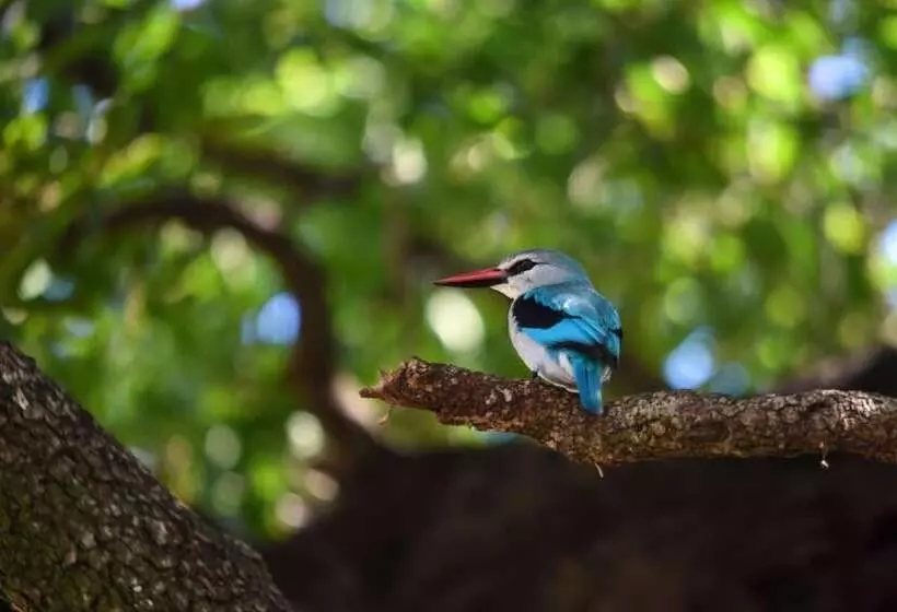 Hotel Mziki Safari Lodge