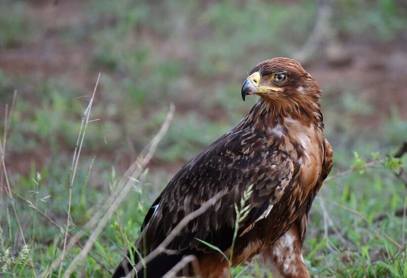 Отель Mziki Safari Lodge