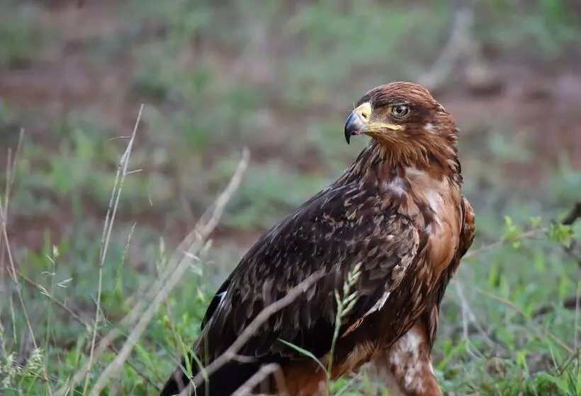 Hotel Mziki Safari Lodge