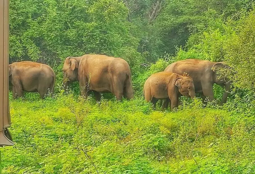 בית מלון כפרי Sisira Natural Lodge   Sigiriya