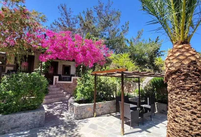 Studios Stella & Stella S Traditional