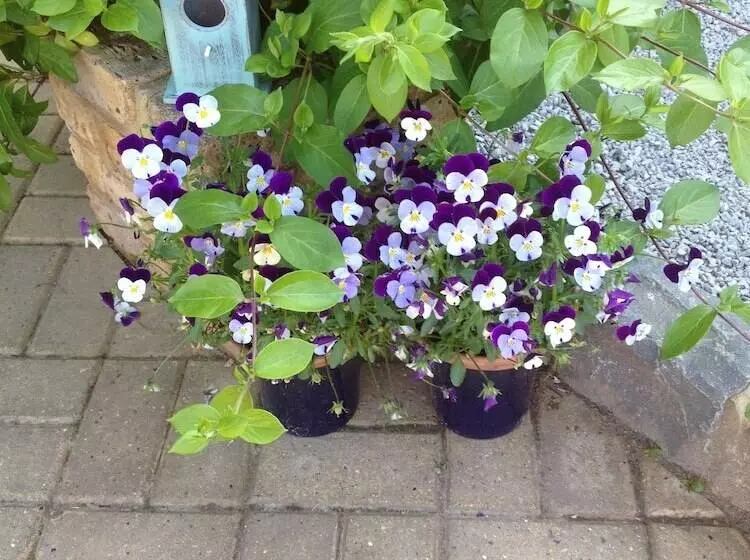 بنسيون Stable Oak Cottages