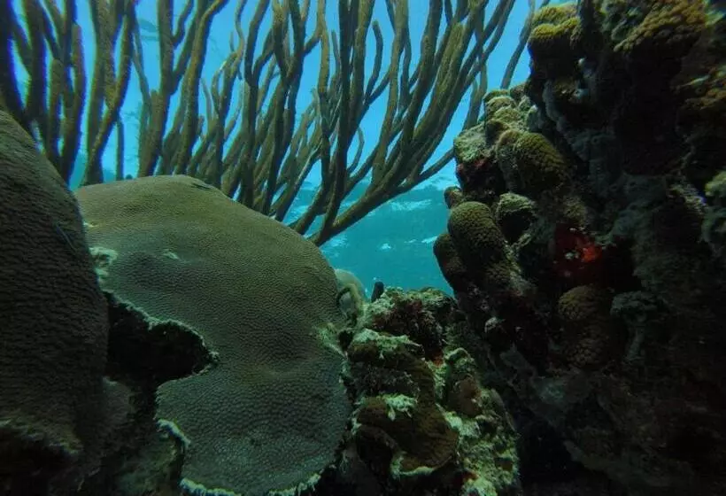 پانسیون Fish Tobago Guesthouse Or Joy And Brandon Guesthouse