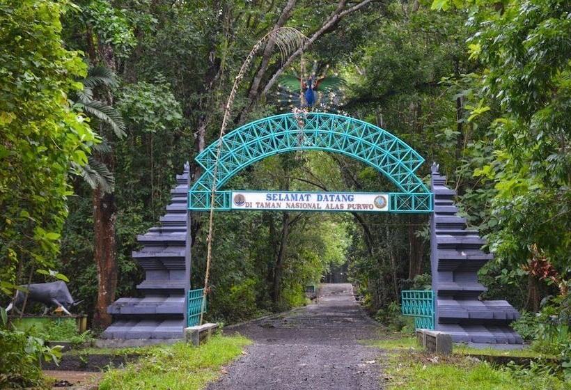 بنسيون Osingvacation