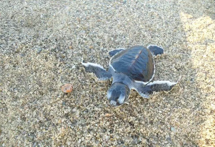 펜션 Osingvacation