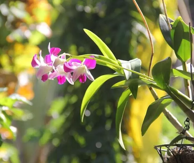 هتل Bali Santi Bungalows