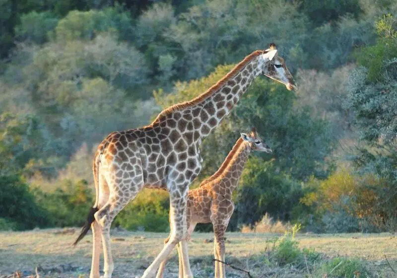 ホテル Pure Nature Familodge