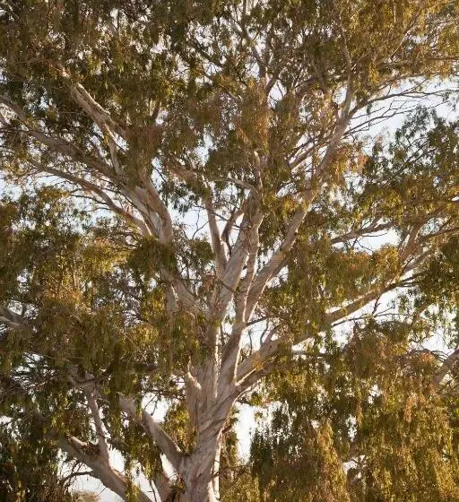 Majatalo The Queen Of Calitzdorp