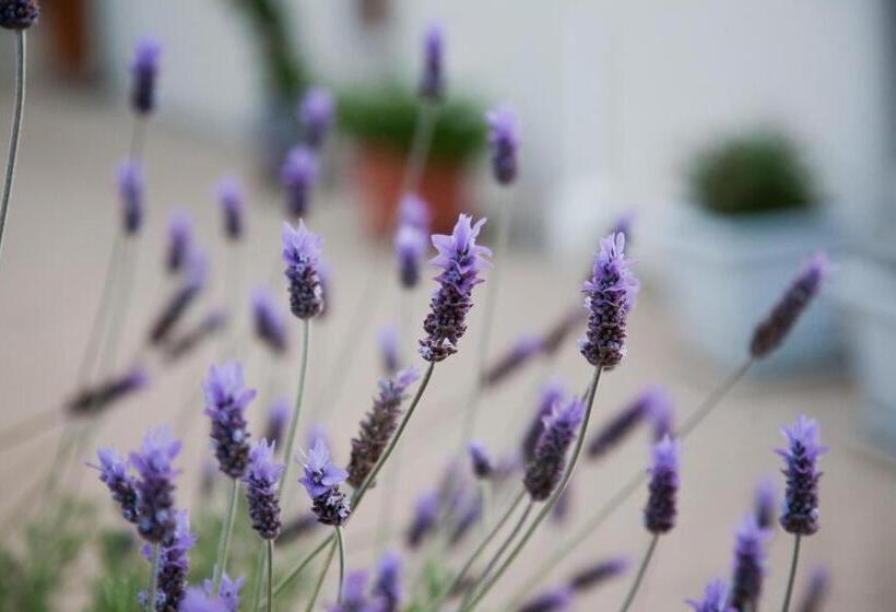 펜션 The Queen Of Calitzdorp