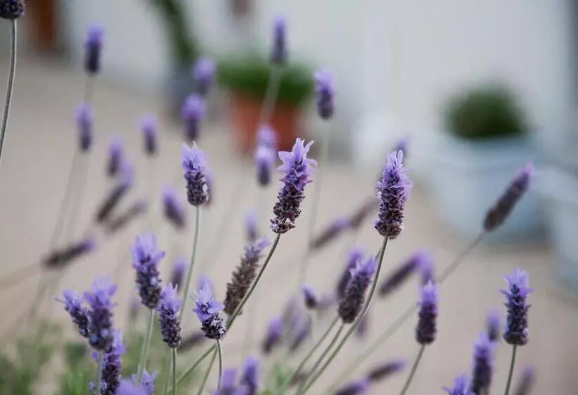 Majatalo The Queen Of Calitzdorp