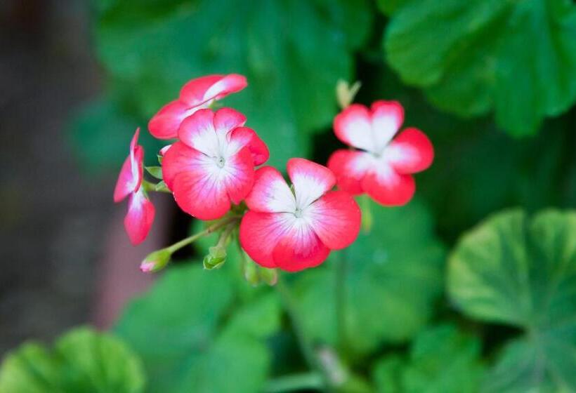 펜션 The Queen Of Calitzdorp