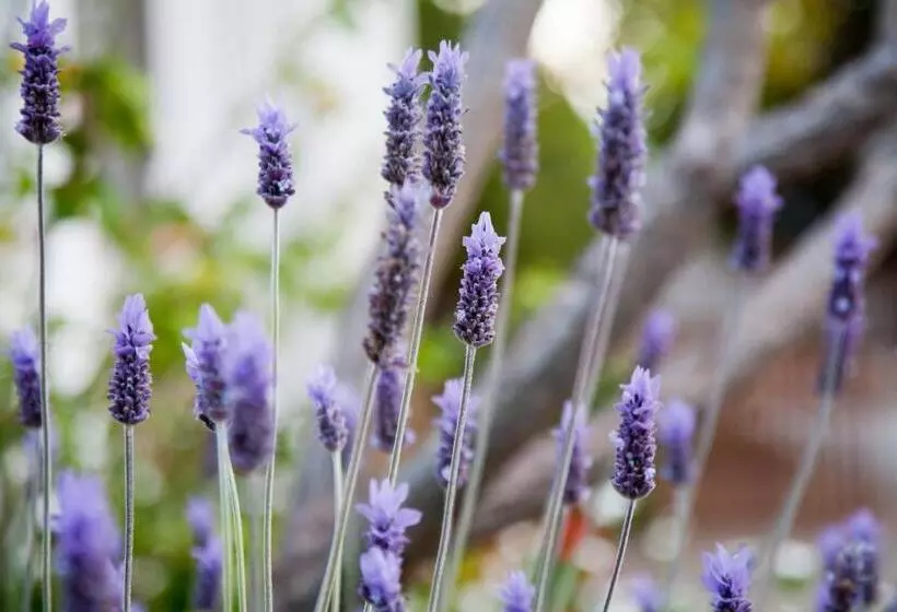 Majatalo The Queen Of Calitzdorp