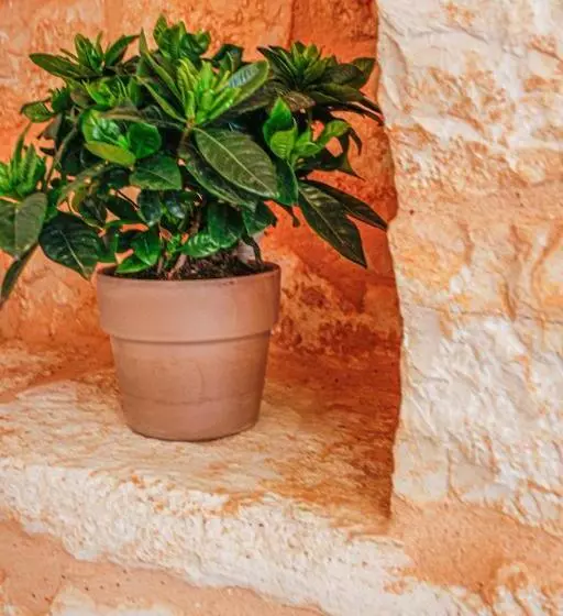 تختخواب و صبحانه Agrosilente