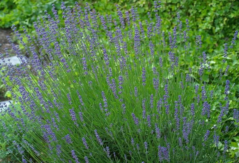 בית מלון כפרי Burg Arras