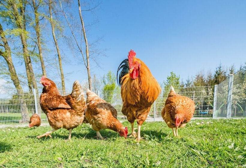 Отель Hofgut Tiergarten