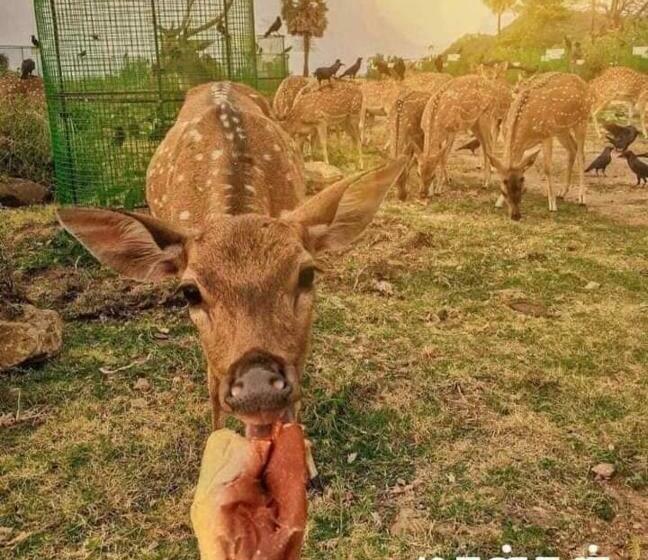 Pensjonat Ashok Guesthouse