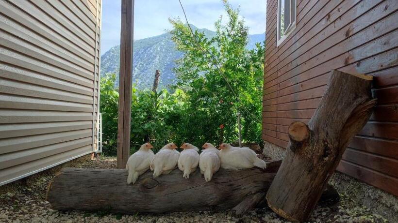 تختخواب و صبحانه Yolda Bungalow Cafe