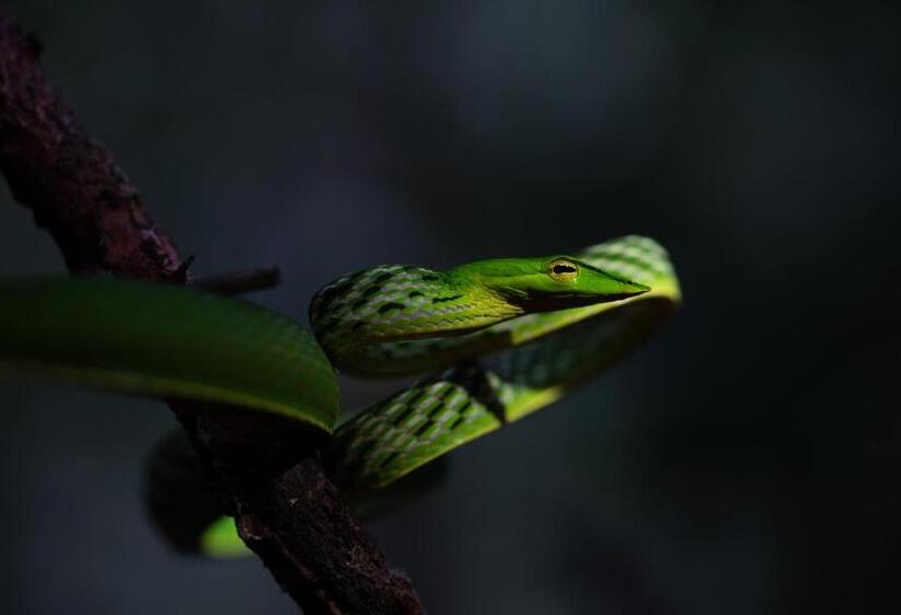 فندق صغير Rainforest View Hostal And Rainforest Tours