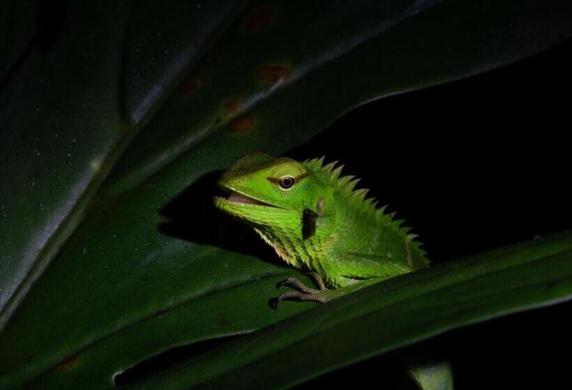 فندق صغير Rainforest View Hostal And Rainforest Tours