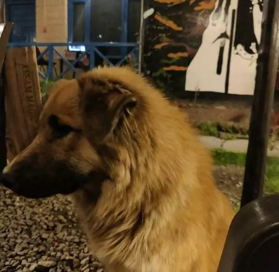 Himalayan Vibes Hostel   Old Manali