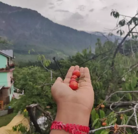 Himalayan Vibes Hostel   Old Manali