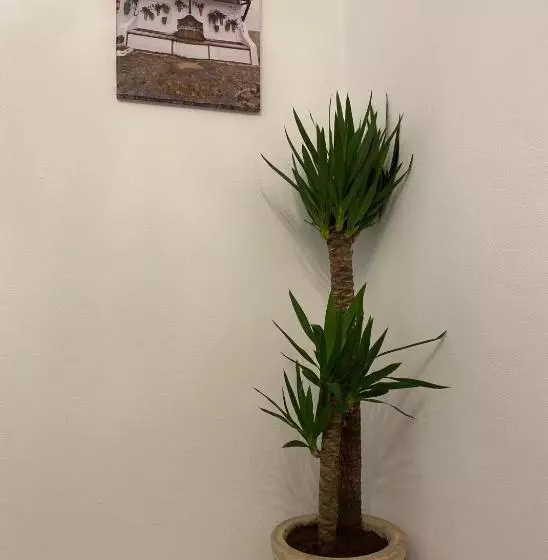 Majatalo Suites Benalup Centro