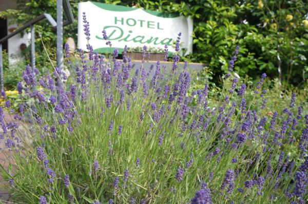 호텔 Diana Garni