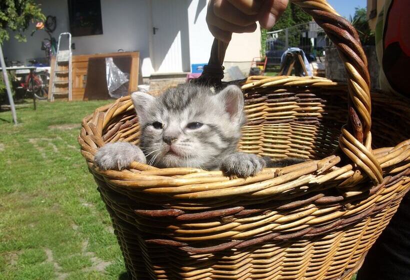 فندق Landferienhaus Pension Erika