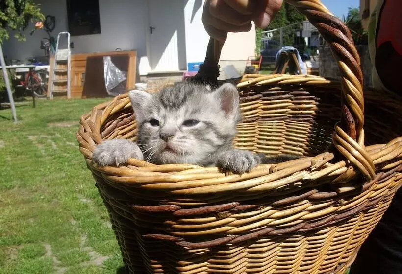 Hotelli Landferienhaus Pension Erika