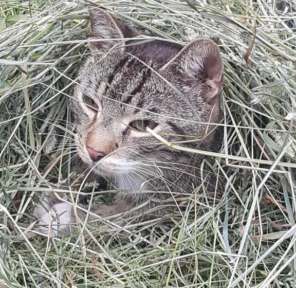 펜션 Landhaus Kühler Morgen, Appartement Mit 140er Futonbett, Teeküche, Bad