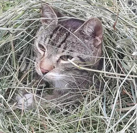 Majatalo Landhaus Kühler Morgen, Appartement Mit 140er Futonbett, Teeküche, Bad