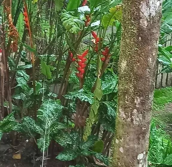 پانسیون Villa Dos Pássaros Paraty Hospedagem