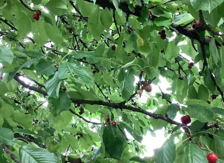 Aamiaismajoitus (B&B) Ai Quattro Soli