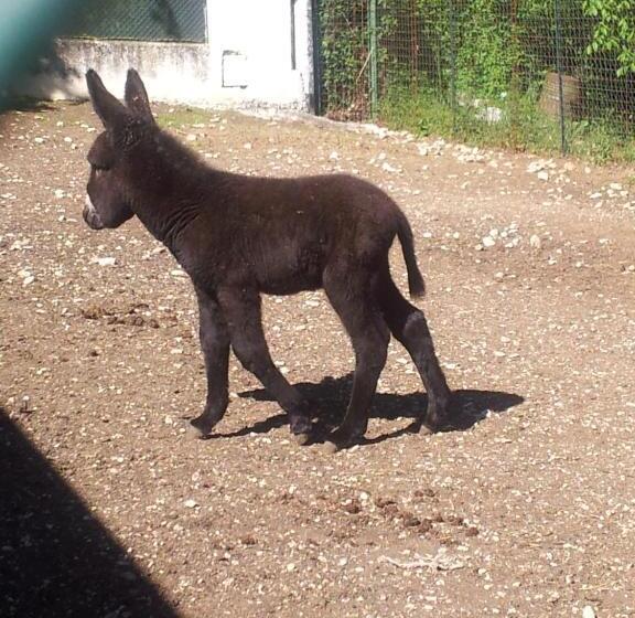 ホテル Locanda Dell Asino D Oro