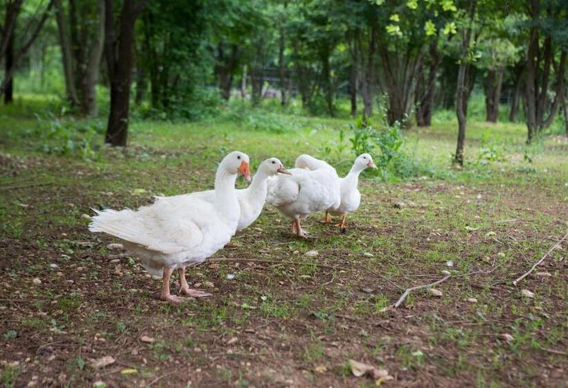 בית מלון כפרי Agriturismo Borg Da Ocjs