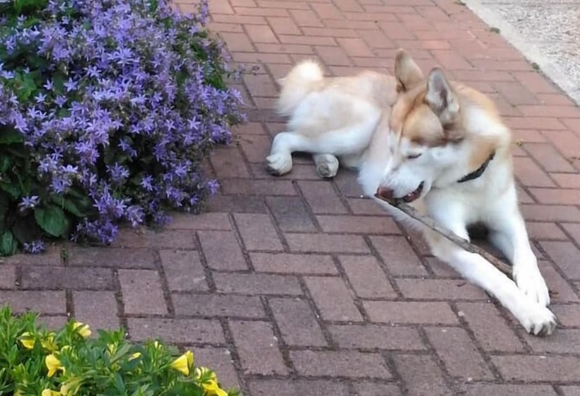 هتل Meublè Villa Patrizia