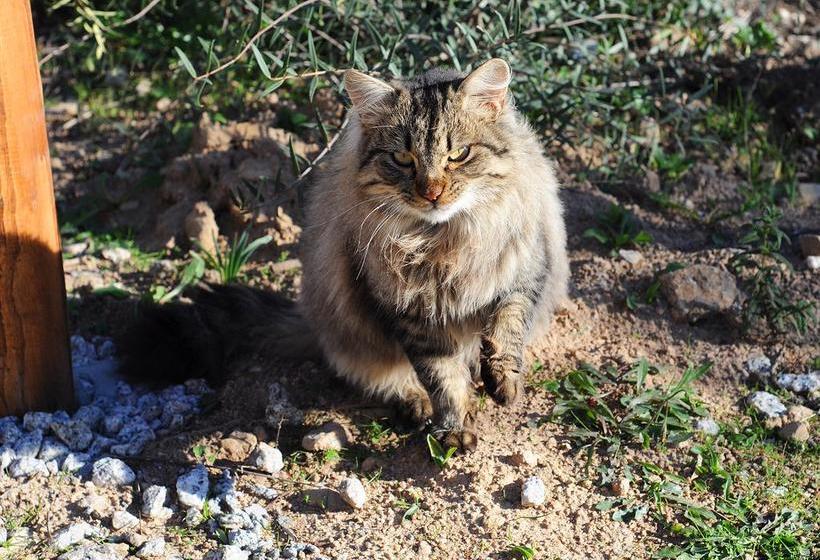 هتل B&b Albaluccia