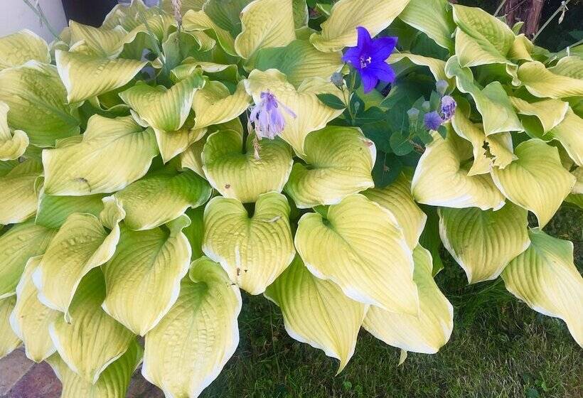 酒店 Wilsmann Apartmentvermietung