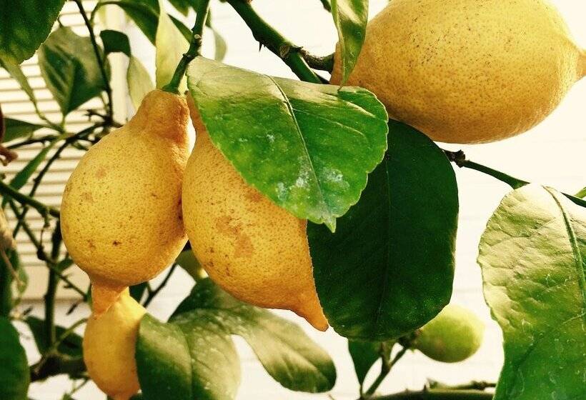 酒店 Wilsmann Apartmentvermietung