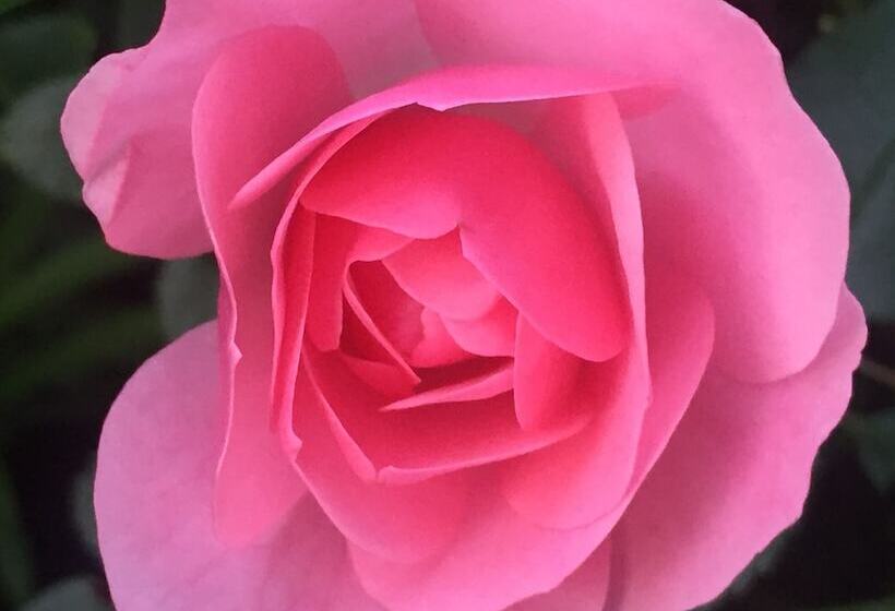 酒店 Wilsmann Apartmentvermietung