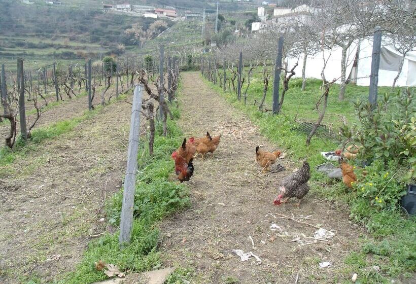 Quinta Da Casa Grande De Pinheiro