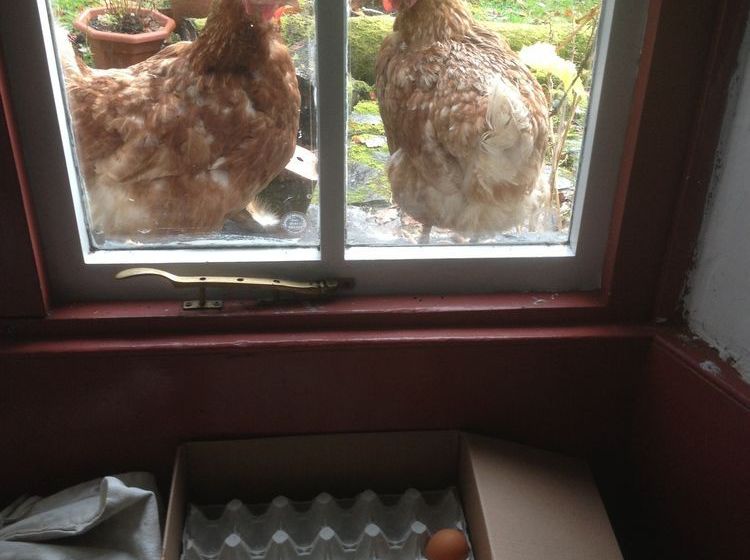 هاستل Thorney How