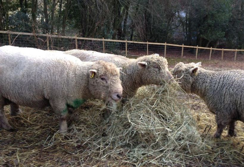 هاستل Thorney How