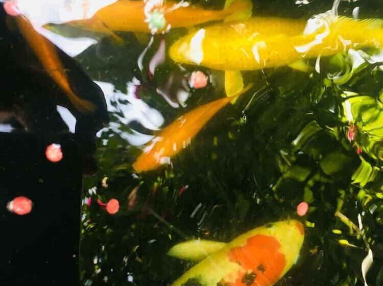 Pension Gordons Guest House