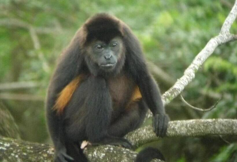 בית מלון כפרי El Sano Banano Beachside