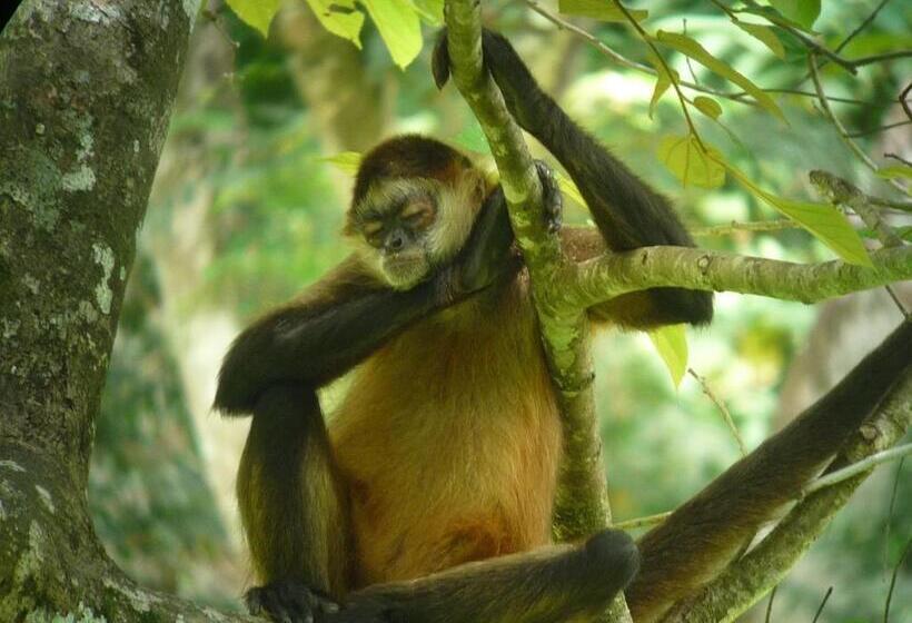 בית מלון כפרי El Sano Banano Beachside