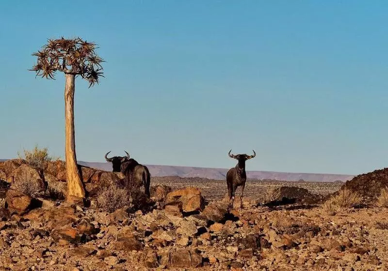 ホテル Tutwa Desert Lodge